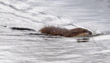 Muskrat considered 'species at risk’ in N.W.T. after ‘persistent drought’