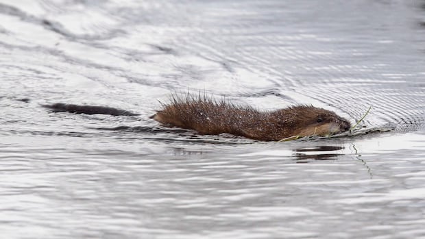 Muskrat considered 'species at risk’ in N.W.T. after ‘persistent drought’
