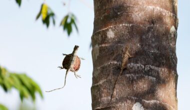 Meet The Draco Lizard — The Flying Dragon That Uses Its Ribs As Wings