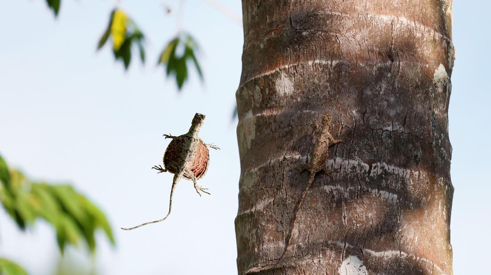 Meet The Draco Lizard — The Flying Dragon That Uses Its Ribs As Wings