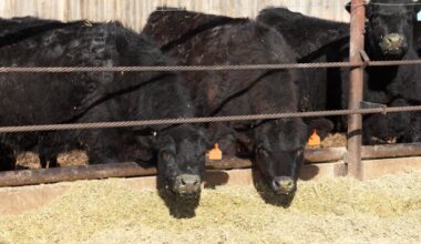 Canadian beef groups urge Ottawa to exclude beef from Mercosur trade deal