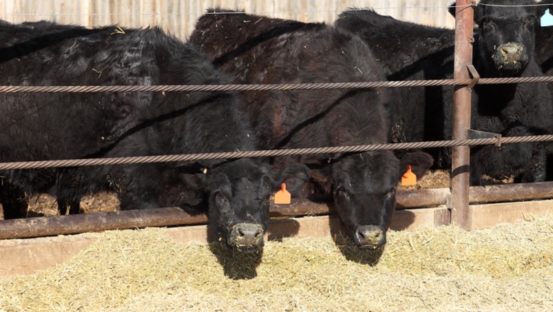 Canadian beef groups urge Ottawa to exclude beef from Mercosur trade deal