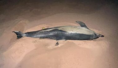 Dolphin discovered on P.E.I.'s North Shore was infested with parasites, necropsy finds