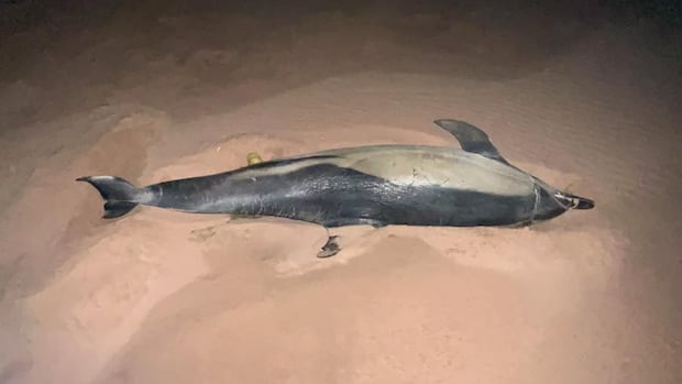 Dolphin discovered on P.E.I.'s North Shore was infested with parasites, necropsy finds