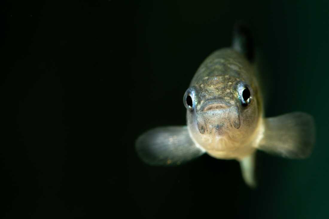 A Devils Hole pupfish is pictured at the Ash Meadows Fish Conservation Facility in Nevada. Scientists recently took captive-bred pupfish from this facility and introduced them into the species' natural habitat in Death Valley National Park.