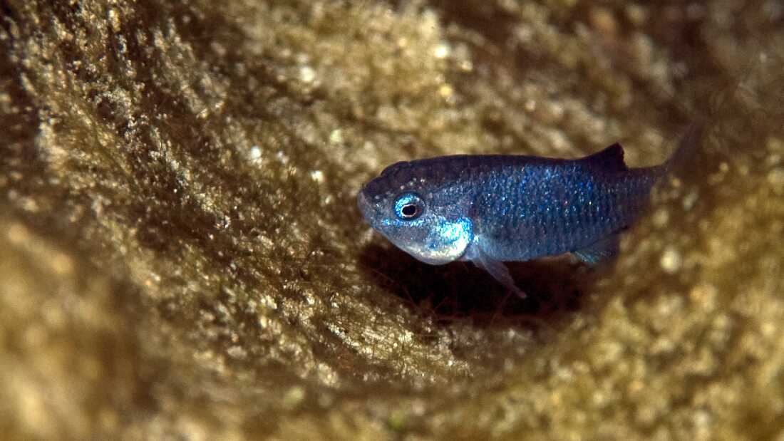 For millennia, the rare Devils Hole pupfish has survived in a single deep pool of hot water at the bottom of a cavern in Death Valley National Park. Last year, its population count fell perilously low.