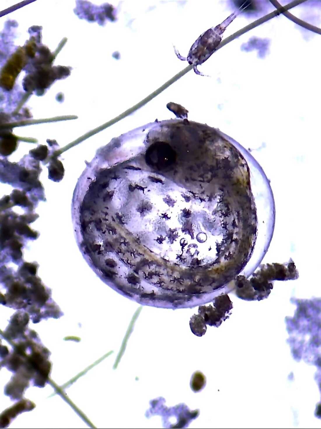 A baby Devils Hole pupfish developing in an egg in Ash Meadows Fish Conservation Facility.