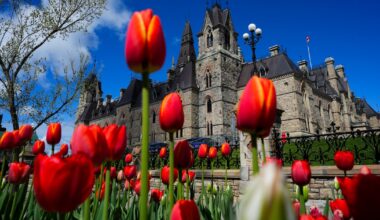 Blooms brighten Ottawa at the Canadian Tulip Festival – CTVNews