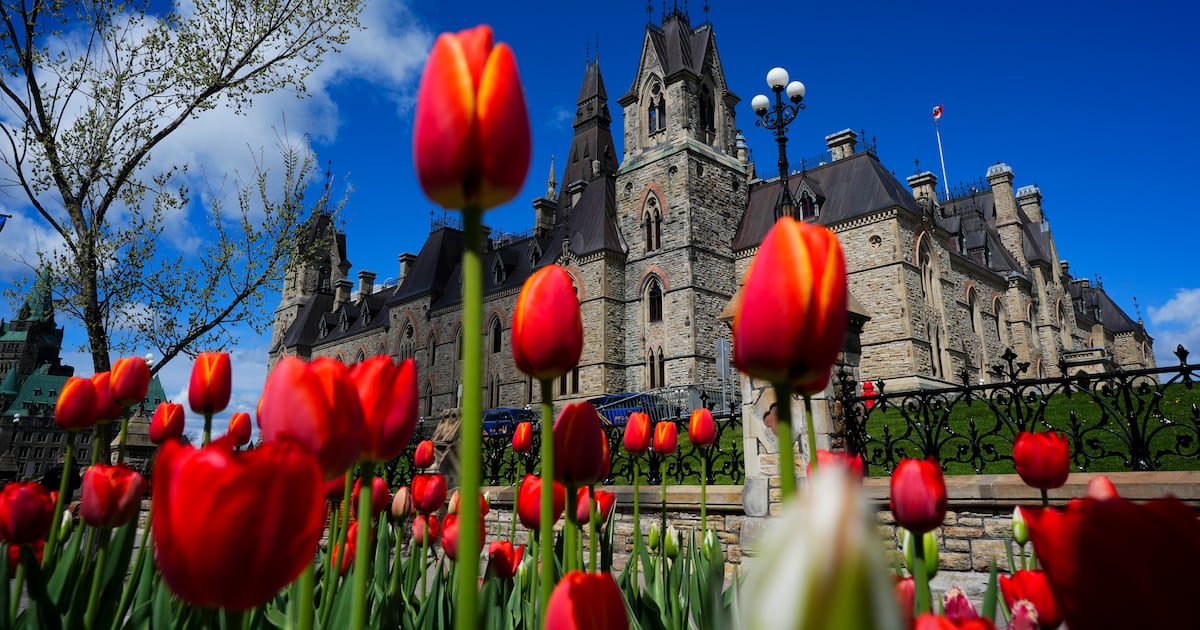 Blooms brighten Ottawa at the Canadian Tulip Festival – CTVNews