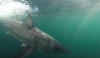 Young great white shark is 1st to move north for season