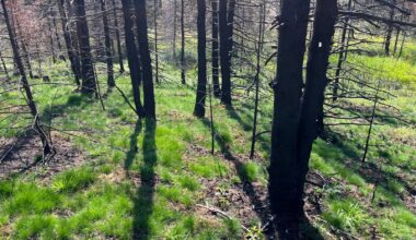 Out of the black, back into brilliant green – Winnipeg Free Press