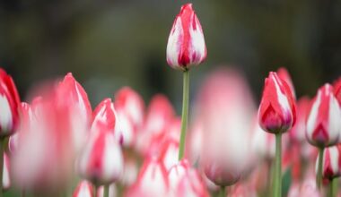 Tulip festival, scenic parkway closures back in Ottawa