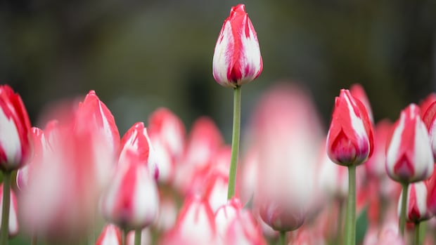 Tulip festival, scenic parkway closures back in Ottawa