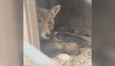 She Thought There Was 1 Coyote Living Under Her Shed — There Were Actually 9