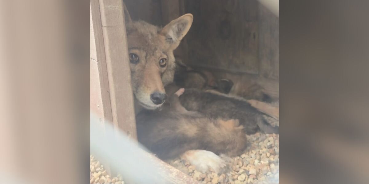 She Thought There Was 1 Coyote Living Under Her Shed — There Were Actually 9