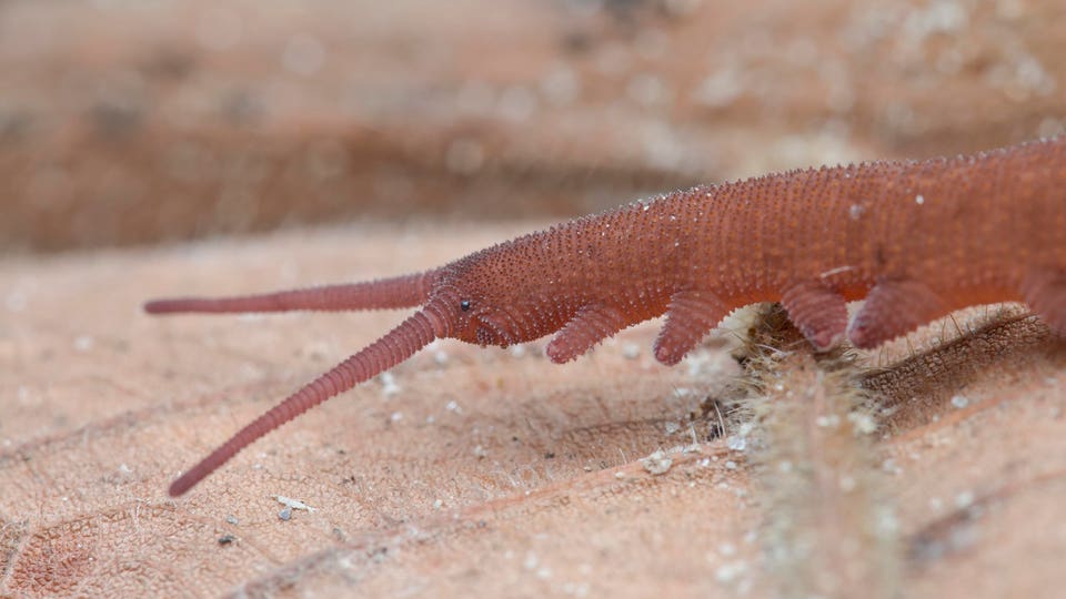 Macro image of a reddish velvet worm on dry leaf, Ulu Yam, Selangor, Malaysia