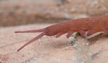 Meet The Worm That Hunts With A Slime Cannon — A Biologist Explains