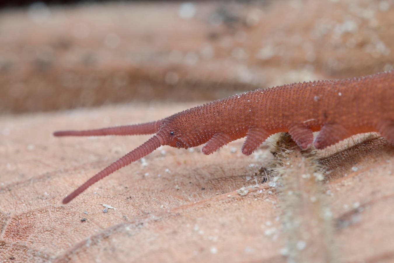 Meet The Worm That Hunts With A Slime Cannon — A Biologist Explains