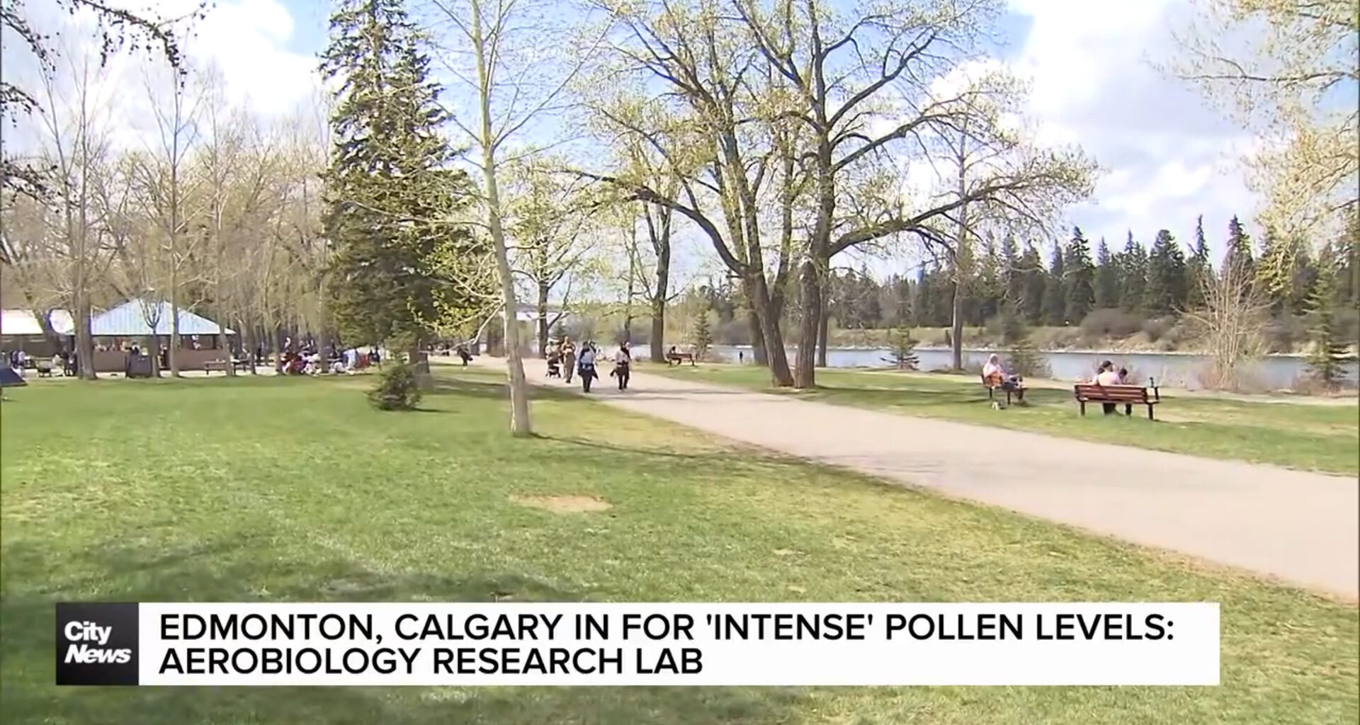 Edmonton, Calgary in for ‘intense’ pollen levels: Aerobiology Research Lab