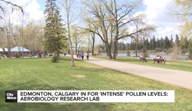 Edmonton, Calgary in for ‘intense’ pollen levels: Aerobiology Research Lab