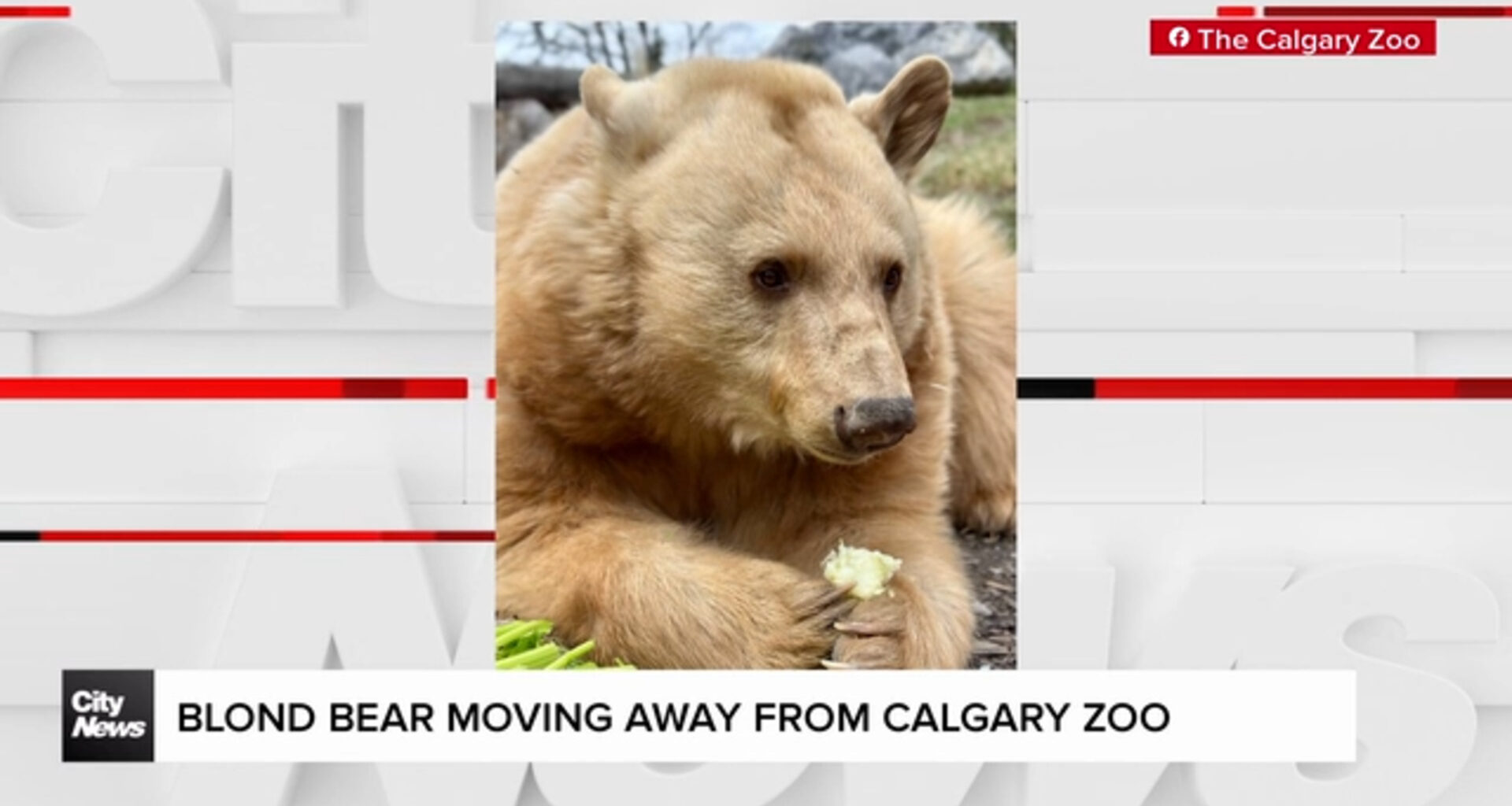 Blond bear moving away from Calgary Zoo