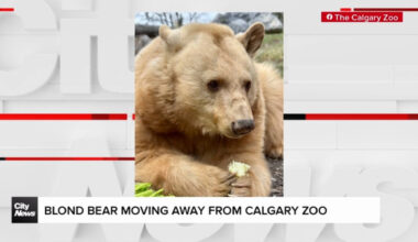 Blond bear moving away from Calgary Zoo