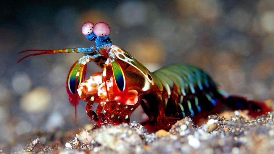 Peacock mantis shrimp