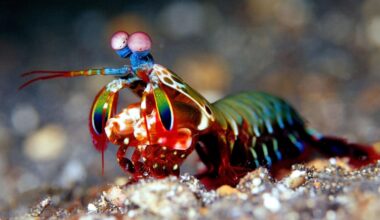 Meet The Shrimp That Punches With The Force Of A .22 Caliber — A Biologist Explains