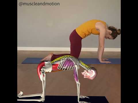 CAT-COW POSE (Marjaryasana-Bitilasana)đź đș thumbnail