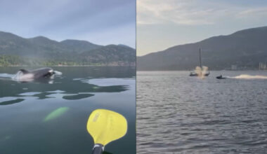 Calls to restrict jet skis off Vancouver's coast after whale strike