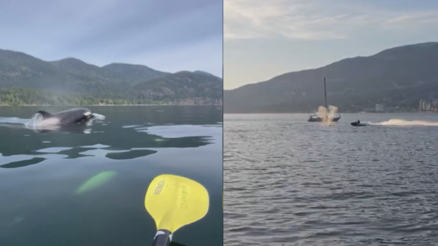 Calls to restrict jet skis off Vancouver's coast after whale strike