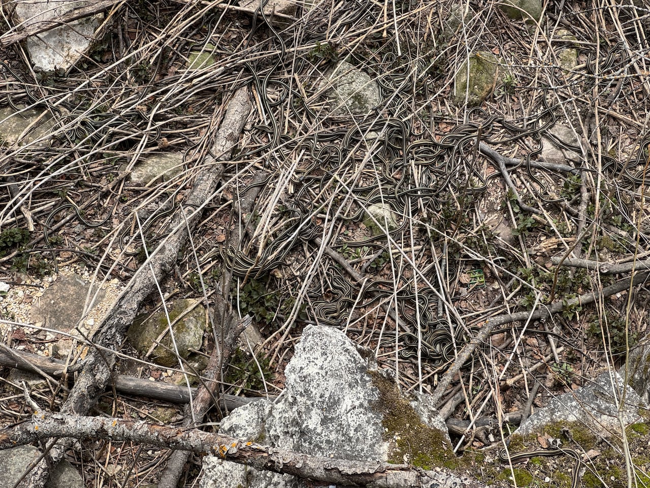 Garter snakes in thickets