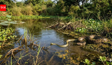 6 most snake-filled places around Ontario’s waters | World News