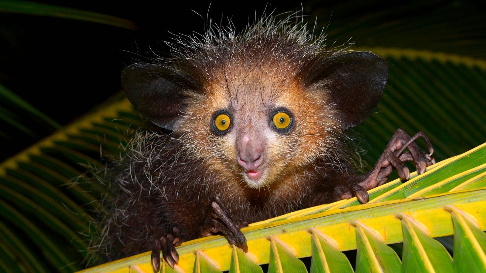It Uses Its Finger Like A Woodpecker’s Beak
