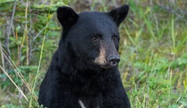 Bear euthanized after visiting Alberta summer village