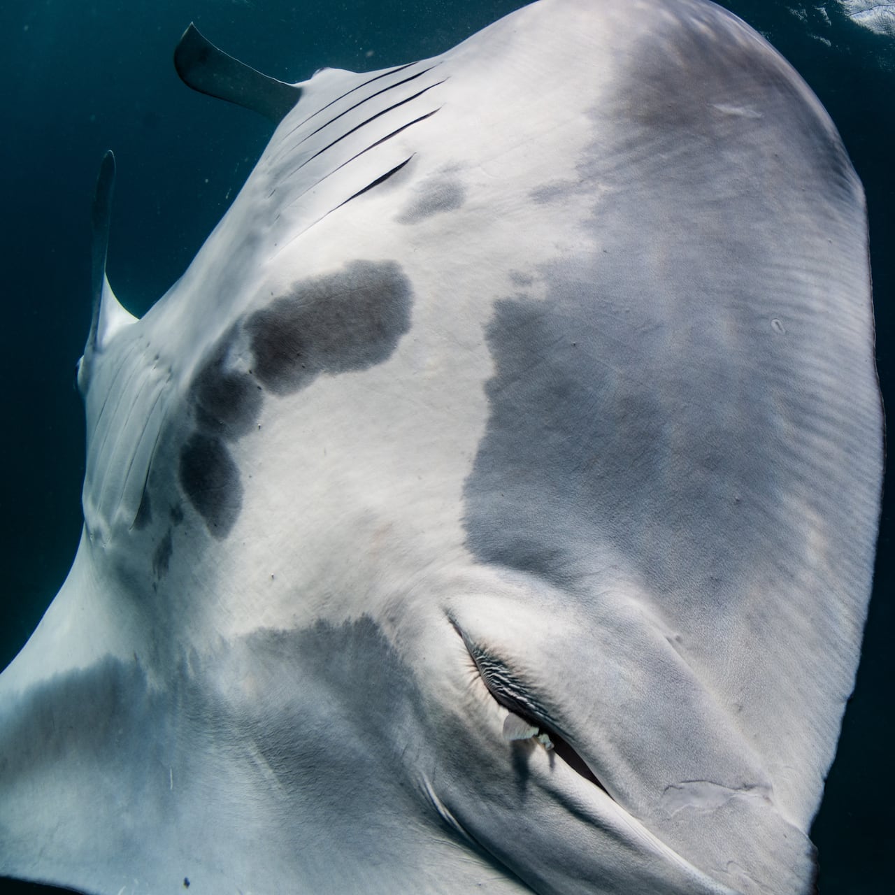 A little fish tail protruding from the underside of a manta ray