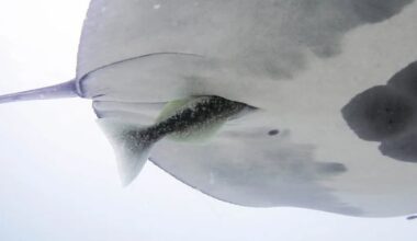Suckerfish are diving headfirst into unsuspecting manta rays' rear-ends