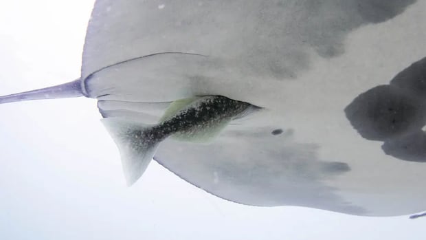 Suckerfish are diving headfirst into unsuspecting manta rays' rear-ends
