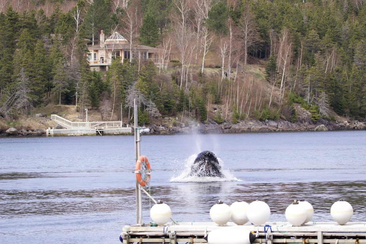 A whale in a harbour