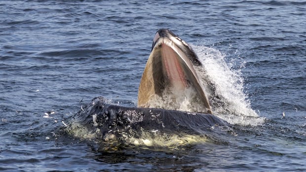It’s not capelin time but a humpback whale is splashing near Holyrood