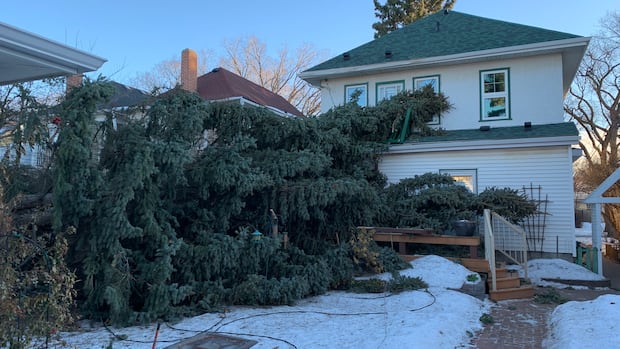 Powerful storm to bring 100 km/h winds to east-central, southeast Alberta: Environment Canada