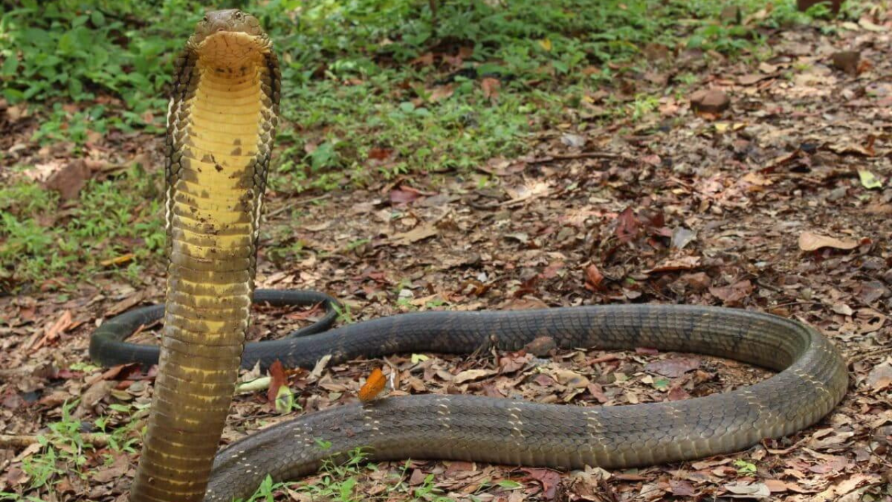 King Cobra Capitals: 10 countries where the world’s deadliest snake thrives