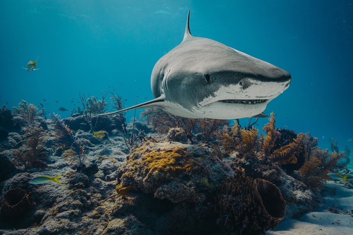 How Titan Triggerfish Are Taking On Tiger Sharks