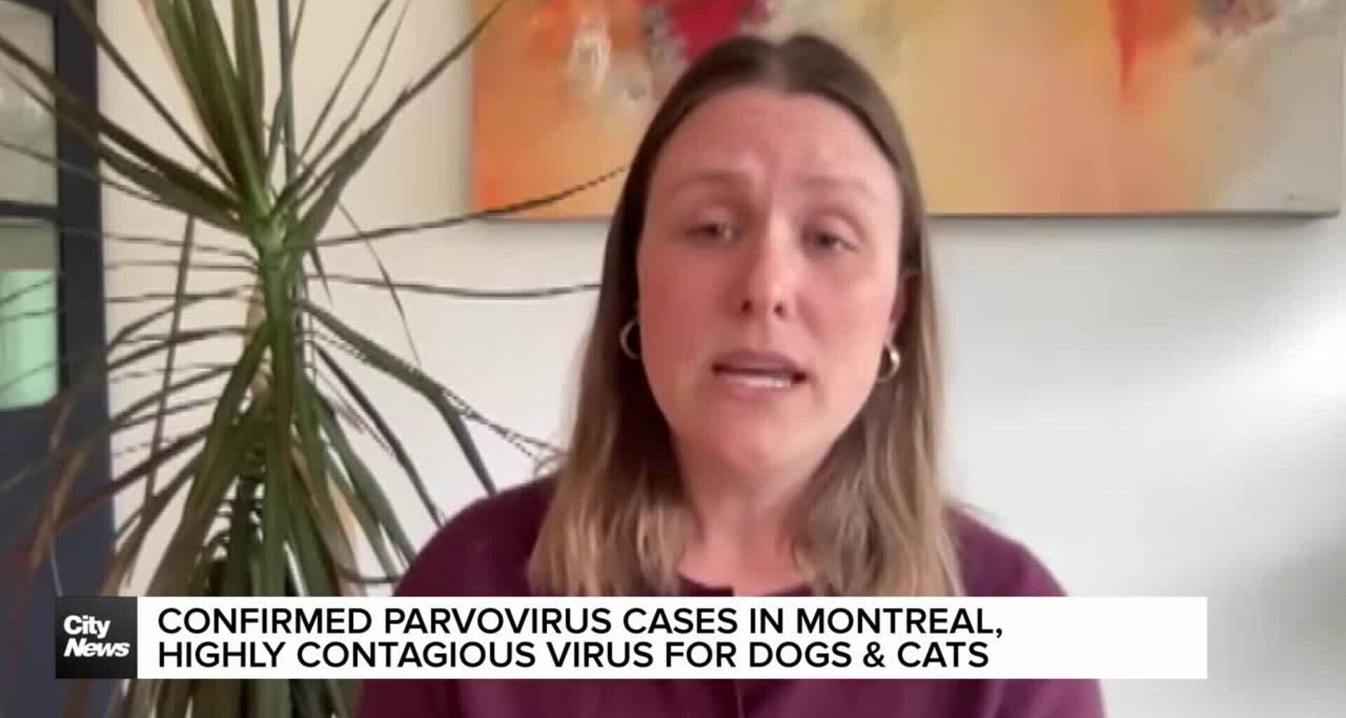 Confirmed cases of parvovirus in Montreal, contagious among cats & dogs