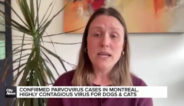 Confirmed cases of parvovirus in Montreal, contagious among cats & dogs