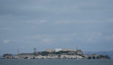 There are many questions about why a coyote swam to Alcatraz. One theory? It was looking for love