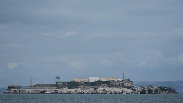There are many questions about why a coyote swam to Alcatraz. One theory? It was looking for love