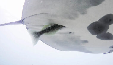 Suckerfish discovered diving into unwelcome place of manta rays
