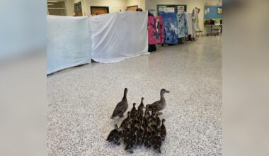 Elementary Students Help Lead ‘Duck Walk’ — And Save 30 Wild Babies