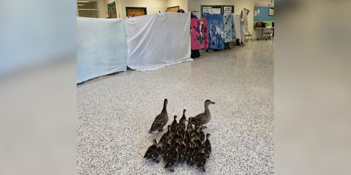 Elementary Students Help Lead ‘Duck Walk’ — And Save 30 Wild Babies